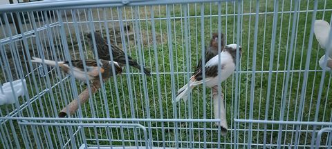 Canaris 20 31270 Villeneuve-tolosane