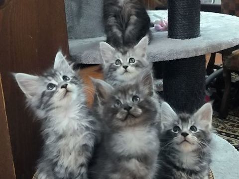 Jolis b&eacute;b&eacute;s Maine Coon 1500 33230 Coutras