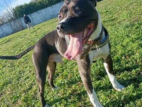Chien RIKO &agrave; l adoption 350 26800 Portes-lès-valence