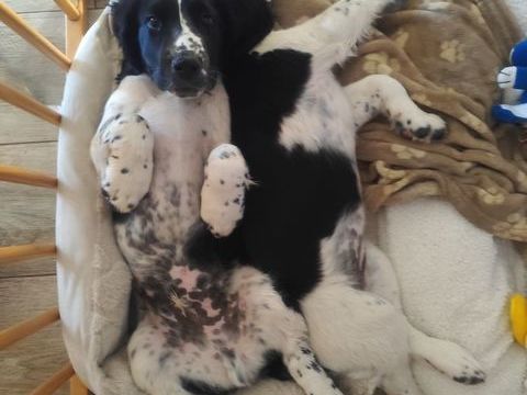 Chiot springer spaniel recherche famille pour la vie 0 49540 Martigné-briand