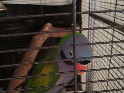 Perruche derby m&acirc;le 200 69480 Anse