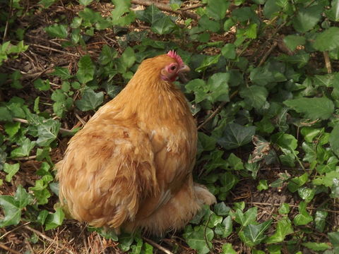 couples de pekins 5 44130 Blain