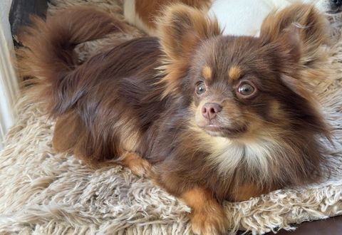Loukas m&acirc;le chihuahua disponible pour saillie 
150 80150 Forest-l'abbaye