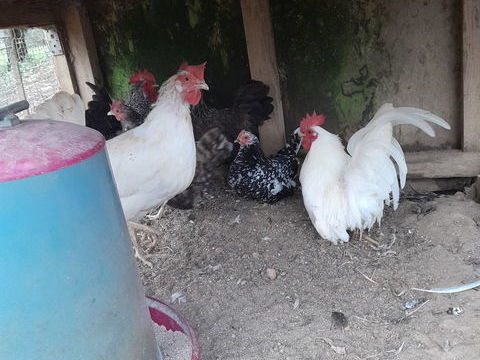 Poules naines 5 85170 Belleville-sur-vie