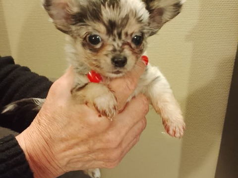 Magnifique Chihuahuas 890 69480 Lucenay