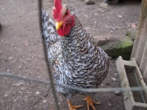 coq Plymouth 15 70200 Lyoffans