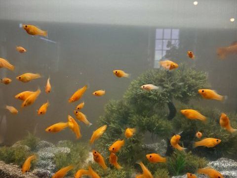 Poisson Molly 10 17600 Sablonceaux