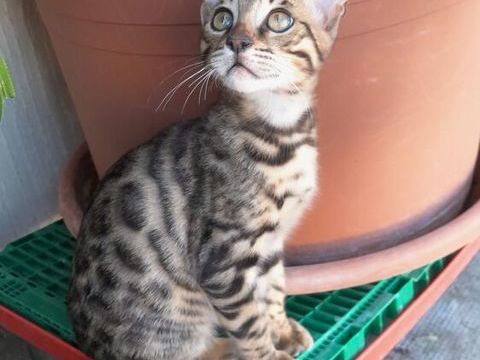 Magnifique chaton bengal 1300 68510 Kappelen