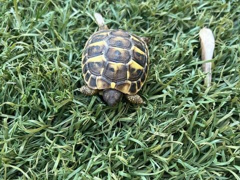 Tortue de terre juv&eacute;nile 40 34000 Montpellier