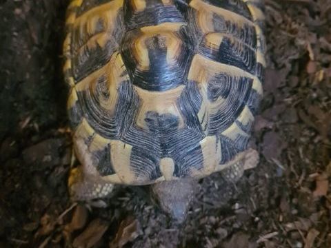 Tortue terrestre femelle terre 250 06000 Nice