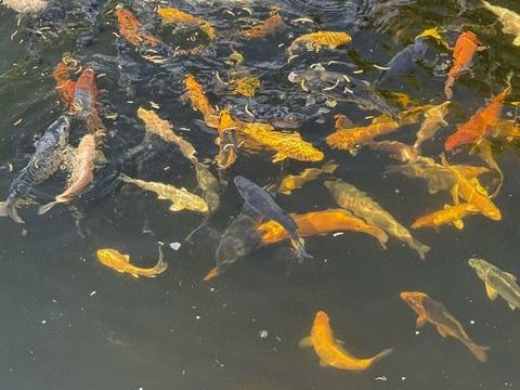 koi et matériel de bassin 15 62540 Marles-les-mines