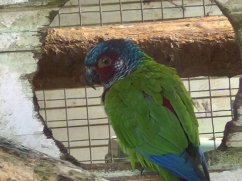Pyrrhura Conure Emma 150 33480 Listrac-m�doc