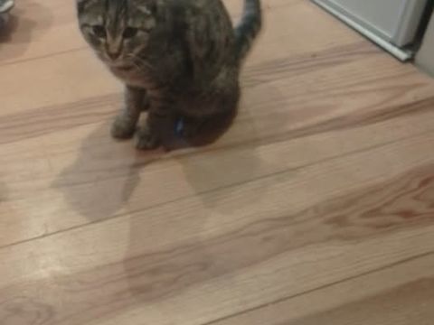 Chat NAYA &agrave; l adoption 200 07270 Colombier-le-jeune