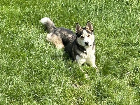 Cherche famille pour notre Pomsky 0 77370 Maison-rouge