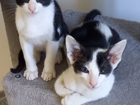 Adorables chatons de type oriental 500 77120 Mouroux