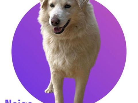 Magnifique et adorable NEIGE, 6 ans estim&eacute;s, 28 kg, &agrave; l'adoption 💖 300 28250 Senonches