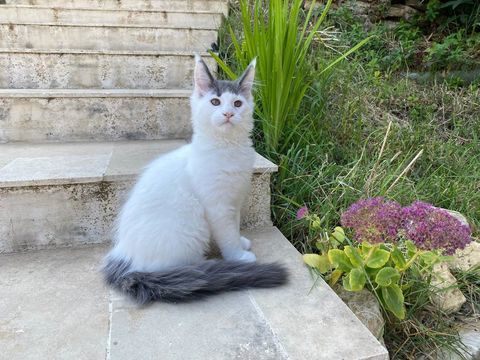 Superbes chaton Maine Coon lignée prestigieuse 1300 13100 Aix-en-provence