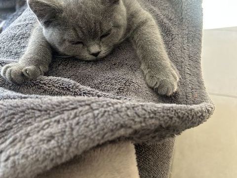 Chaton british shorthair loof 950 81380 Lescure-d'albigeois