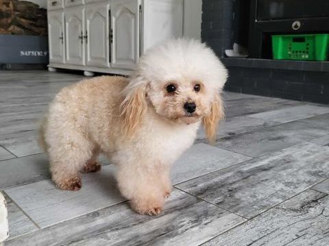 Chien m&acirc;le caniche petit toy champagne 2000 86430 Luchapt