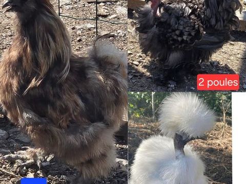 3 soie silkie 70 71360 Épinac