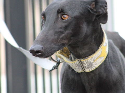 PUMA 🩷son regard f&eacute;lin cherche SA lumi&egrave;re pour la vie 315 24140 Douville