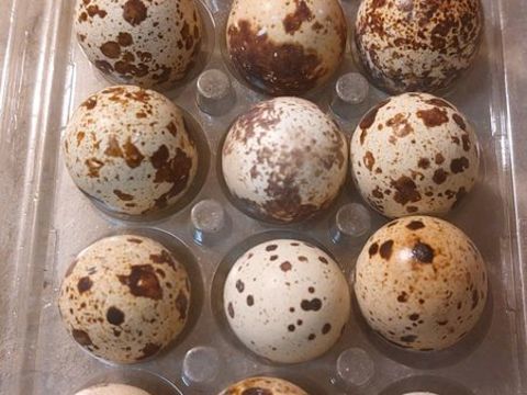 Oeufs de cailles 1 93160 Noisy-le-grand