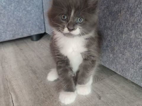 4 chatons Maines Coon 1000 62940 Haillicourt