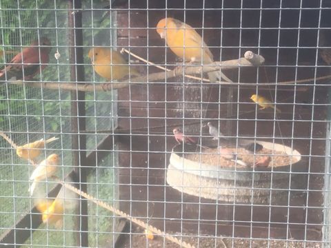 canaris 15 71240 Sennecey-le-grand