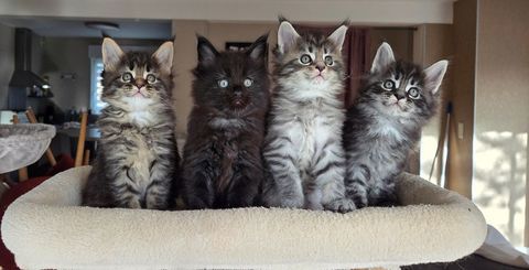 Chatons Maine Coon 
LOOF avec pedigree 890 53960 Bonchamp-l�s-laval