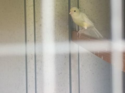 Canari m&acirc;le 20 06150 Cannes la bocca
