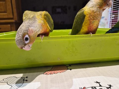 Ventes conures moulinae 130 80500 Fescamps