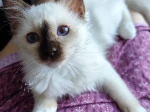Chaton sacr&eacute; de Birmanie m&acirc;le inscrit au Loof 1200 74150 Rumilly