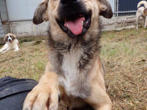 Piment à l'adoption 300 44000 Nantes