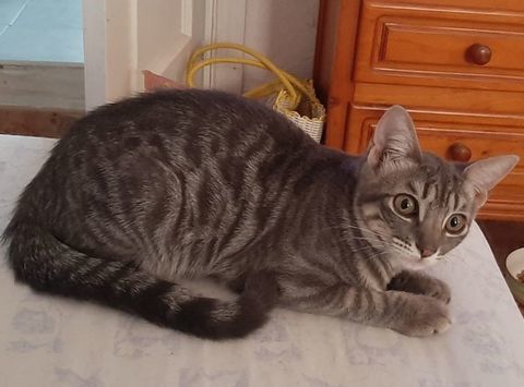 OLIVE 185 27620 Gasny