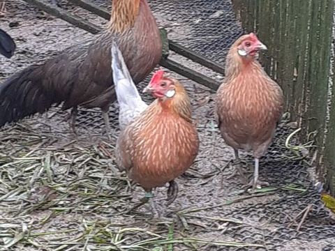  poule et coq de race naine hollandais saumon dor&eacute; 20 50190 P�riers