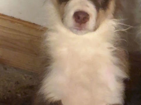 Chiot berger australien 200 28400 Nogent-le-rotrou