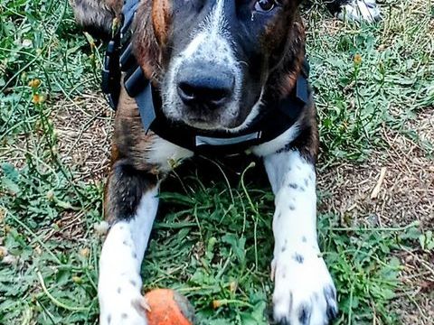 Donne chiot de 10 mois 0 63490 Sauxillanges