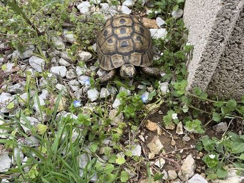 Tortue de terre 100 34000 Montpellier