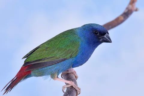 recherche diamant de forb&egrave;s 40 13140 Miramas