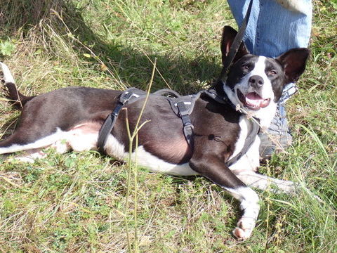 Kenjy à l'adoption 300 27000 vreux