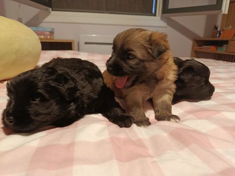     Chiots Bergers des Pyr&eacute;n&eacute;es &agrave; r&eacute;server ?
Magnifique 1200 01090 Guéreins
