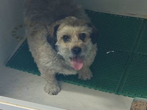 Tintin💙  10 ans� petit chien tellement craquant  !! 195 24140 Douville