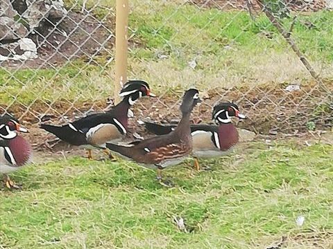 Canards Carolins
Jeunes de l'année bagués et éjointés 70 47440 Casseneuil