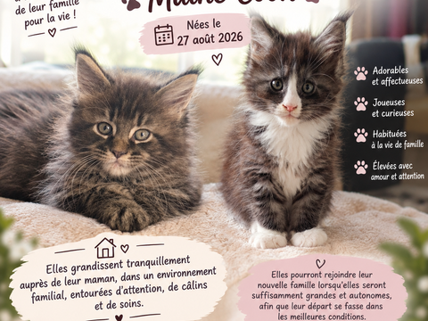Maine Coon non loof 1000 54800 Conflans-en-jarnisy