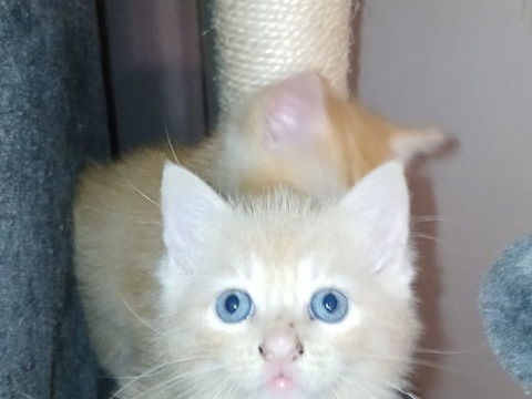 Chaton 300 93360 Neuilly-plaisance