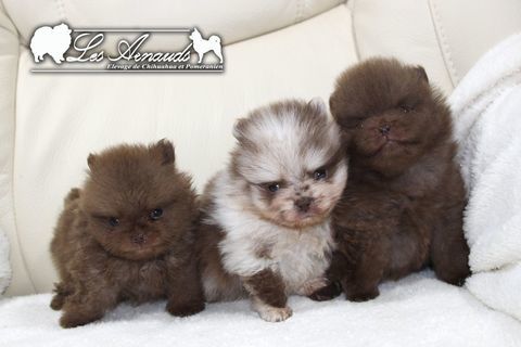 Adorables chiots type Loulou de Poméranie 2000 18210 Thaumiers