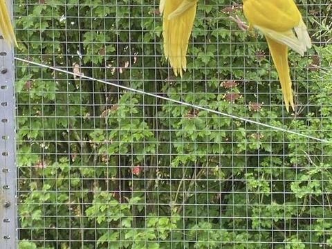 Kakariki 35 33380 Biganos