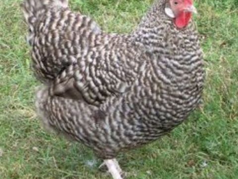 Propose oeufs fécondés 1 84850 Camaret-sur-aigues