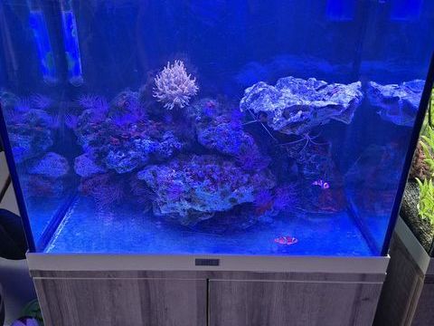Aquarium eau de mer complet 300 38260 Penol