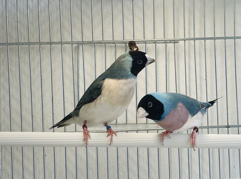 Tr&egrave;s Beaux Couples Form&eacute;s De Diamants De Gould Bleu 2025 149 94450 Limeil-br�vannes